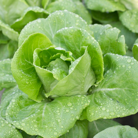 Lettuce (Butterhead), Tom Thumb (Organically Grown Seeds)