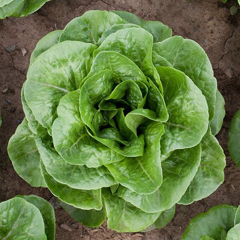 Organic Winter Density Lettuce at Sage Garden
