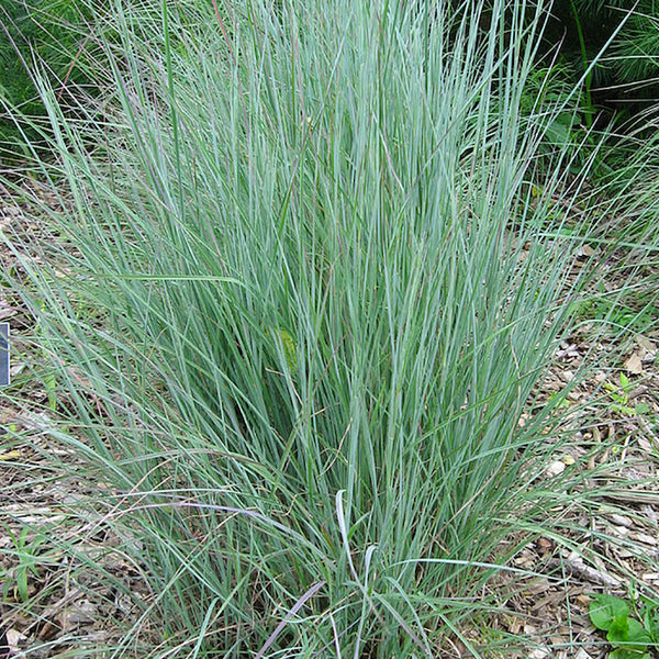Little Bluestem (Organically Grown Seeds)