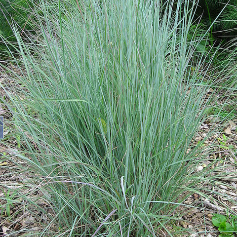Little Bluestem (Organically Grown Seeds)