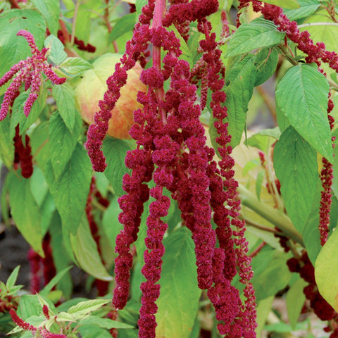 Seeds - Amaranth, Love Lies Bleeding OG (F)