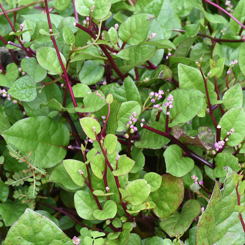 Live Plant - Malabar Spinach (Purple)
