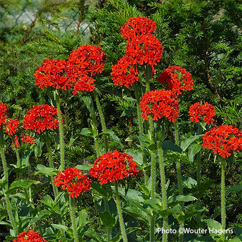 Maltese Cross (Organically Grown Seeds)