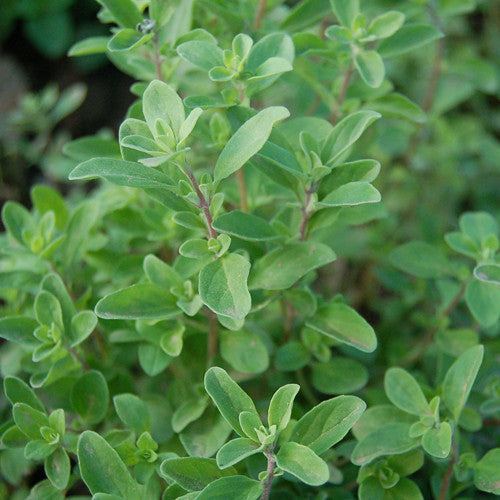 Marjoram, Sweet (Organically Grown Seeds)