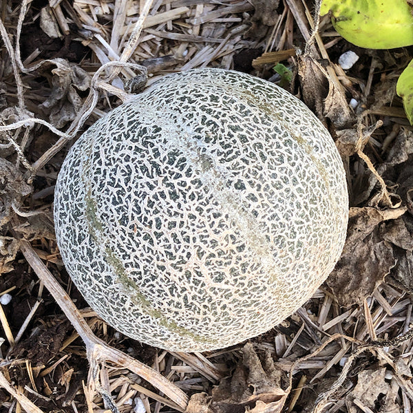 Melon, Minnesota Midget (Organically Grown Seeds)