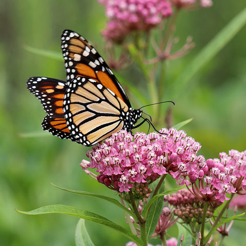 Milkweed, Red (Swamp) (Organically Grown Seed) (SGH)