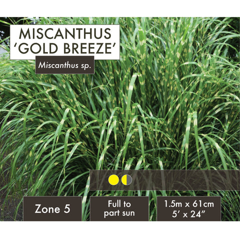 Live Plant - Miscanthus, Gold Breeze