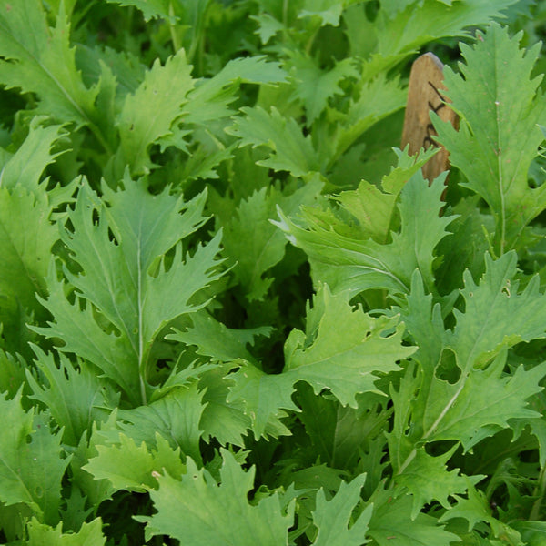 Organic Mizuna