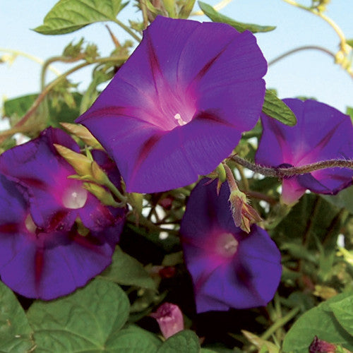 Morning Glory, Grandpa Ott's (Organically Grown Seeds)