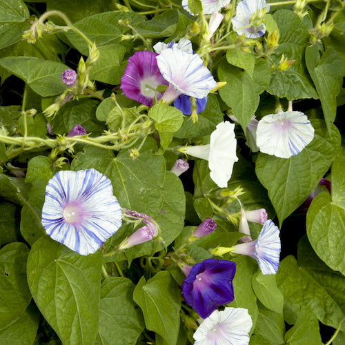 Morning Glory, Grandpa's Carnival Mix (Organically Grown Seeds)