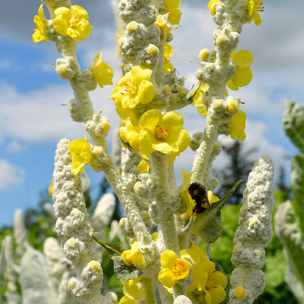 Mullein, Arctic Summer (Organically Grown Seeds)