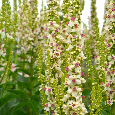 Mullein, Phoenician (Organically Grown Seeds)