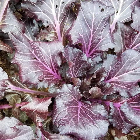 Mustard, Vibrant Ultraviolet (Organically Grown Seeds)