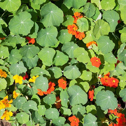 Organic Nasturtium Blend at Sage Garden