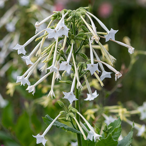 Tobacco (Nicotiana), 'Only the Lonely' (Organically Grown Seeds)