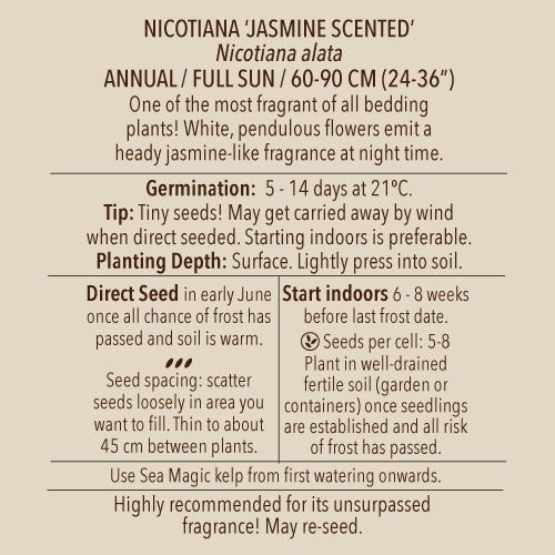 Tobacco (Nicotiana), 'Only the Lonely' (Organically Grown Seeds)