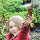 Seed Potato - Pink Fir Apple (Certified Organic)