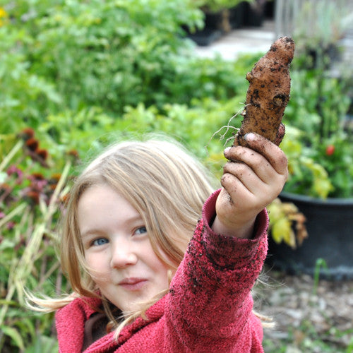 Seed Potato - Pink Fir Apple (Certified Organic)