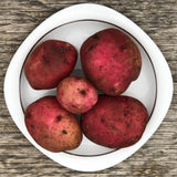Seed Potato - Norland (Certified Organic)