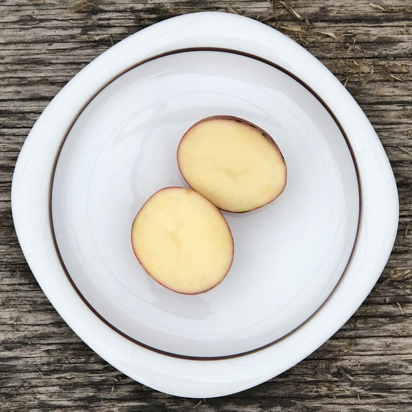 Seed Potato - Norland (Certified Organic)