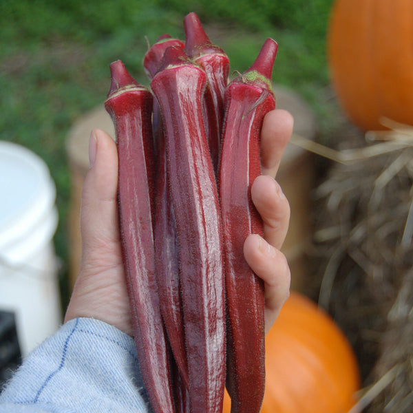 Organic Burgundy Okra