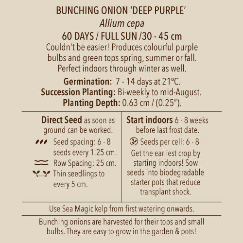 Onion, Deep Purple Bunching (Organically Grown Seeds)