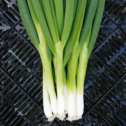 Organic Green Parade Bunching Onion