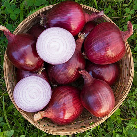 Onion, Red Carpet F1 (Certified Organic Seeds)
