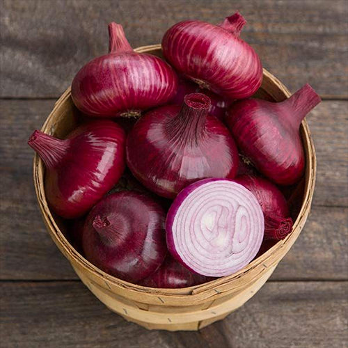 Onion, Red Geneva Cipollini (Certified Organic Seeds)