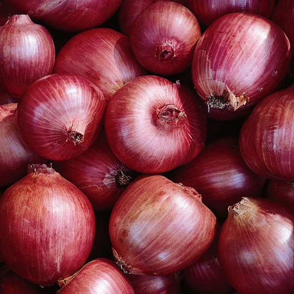 Onion, Rossa di Milano (Organically Grown Seeds)