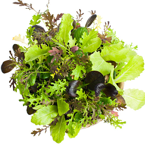 Organic Ovation Greens Mix at Sage Garden