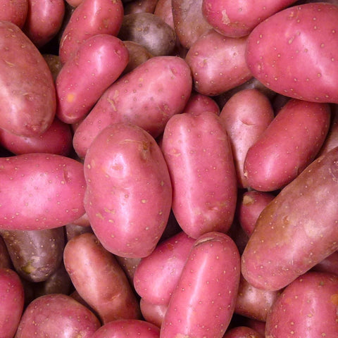 Seed Potato - Sangre (Certified Organic)