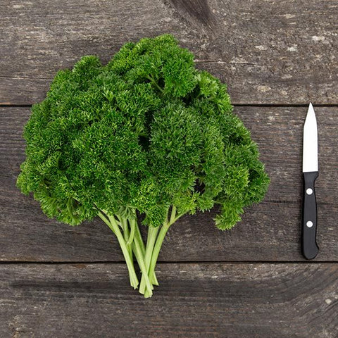 Parsley, Grune Perle Curled (Certified Organic Seeds)