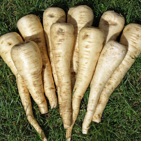 Organic Halblange Parsnip at Sage Garden
