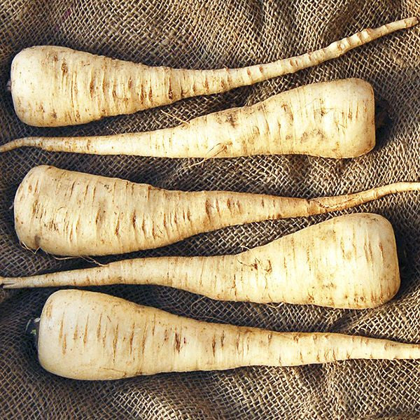 Parsnip, Lancer Organic Seeds