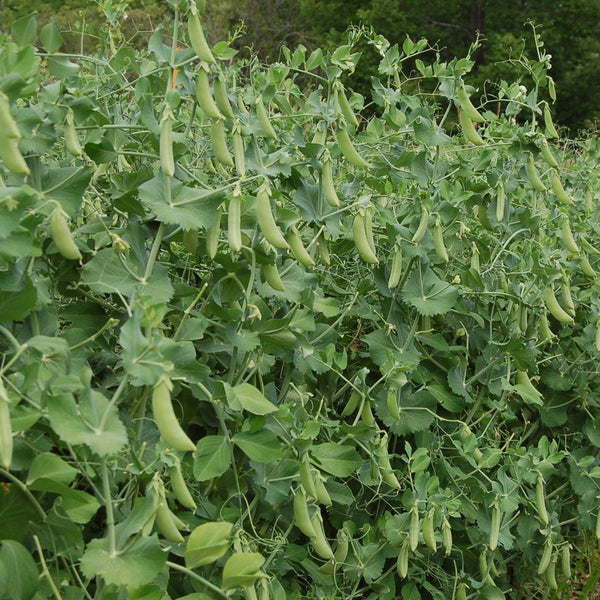 Organic Cascadia Snap Pea