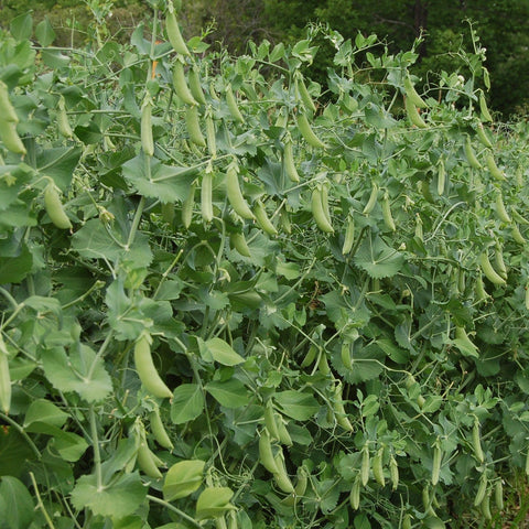 Organic Cascadia Snap Pea