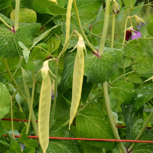 Pea (Snow), Golden Sweet (Organically Grown Seeds)