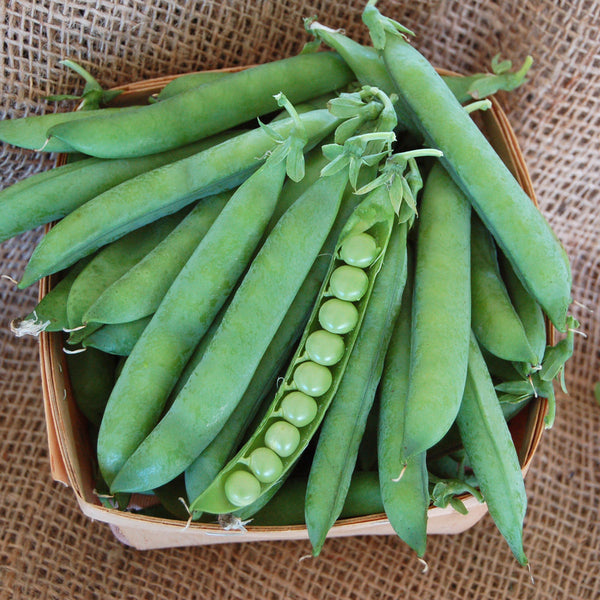 Organic Green Arrow Shell Pea