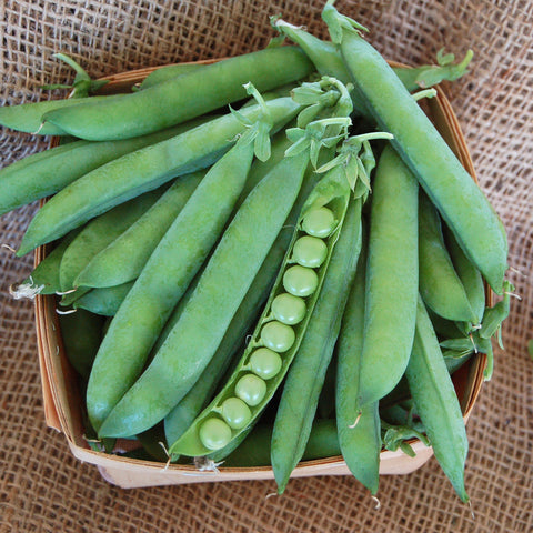 Organic Green Arrow Shell Pea