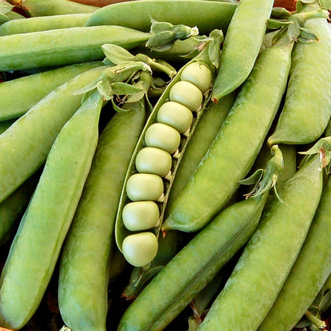 Organic Laxton's Progress #9 Shell Pea