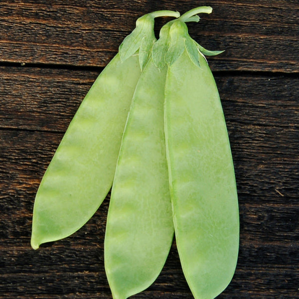 Organic Mammoth Melting Snow Pea