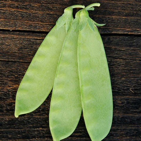 Organic Mammoth Melting Snow Pea