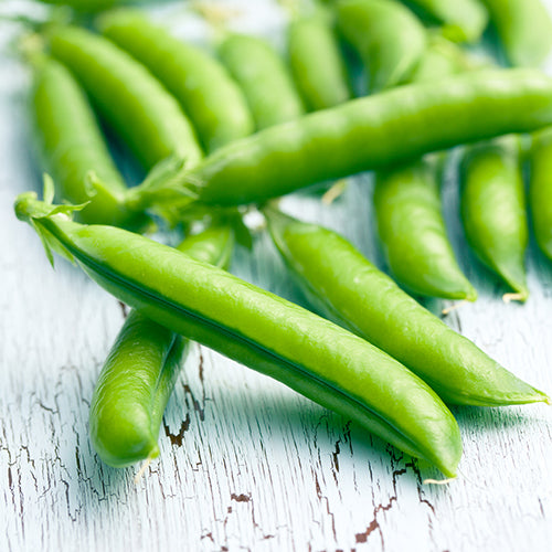 Pea (Shelling), PLS 595 (Organically Grown Seeds)