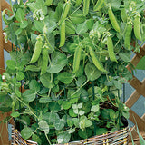 Pea (Snap), Patio Pride (Organically Grown Seeds)