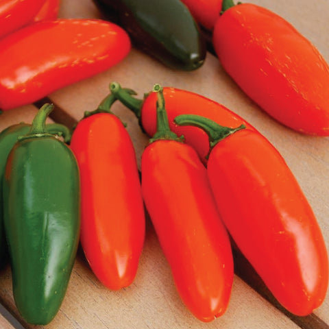 Pepper (Hot), Jalapeno 'Orange Spice' (Organically Grown Seeds)