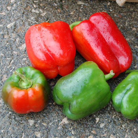 Organic California Wonder Pepper