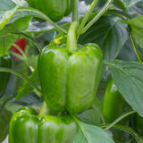 Pepper (Sweet), Emerald Giant (Organically Grown Seeds)