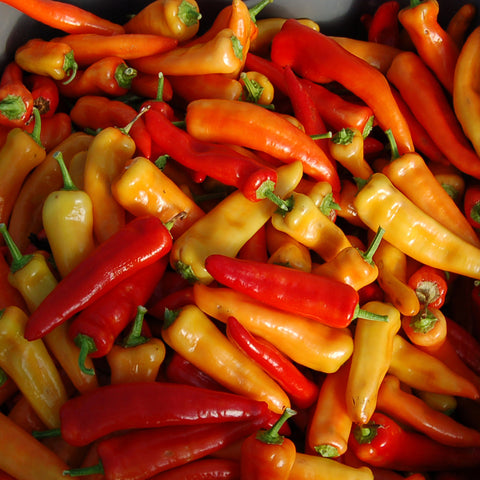 Organic Hungarian Hot Wax Pepper