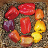 Pepper (Sweet), Iko Iko (Organically Grown Seeds)